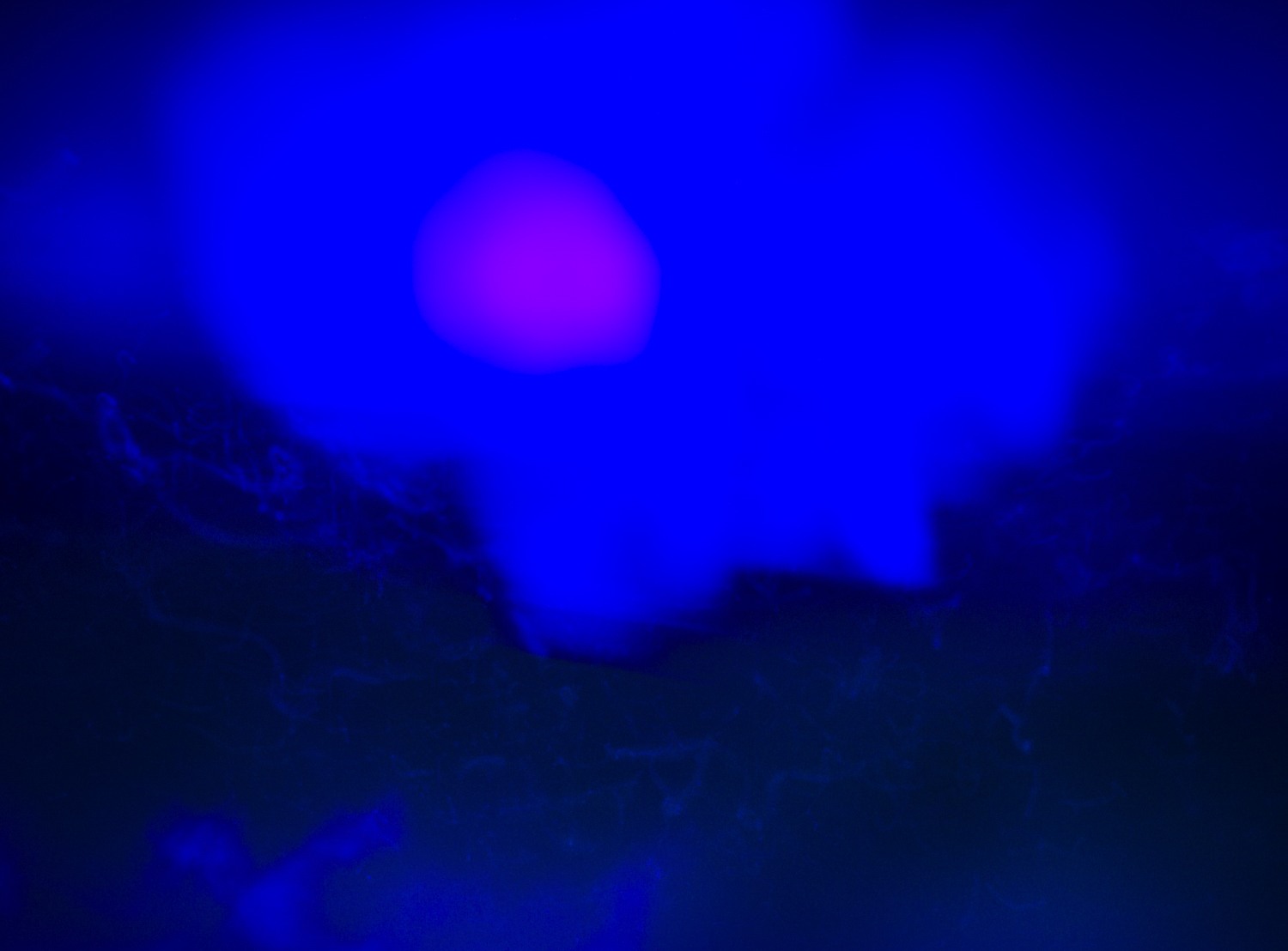 The Blue Hour of Dust 2022