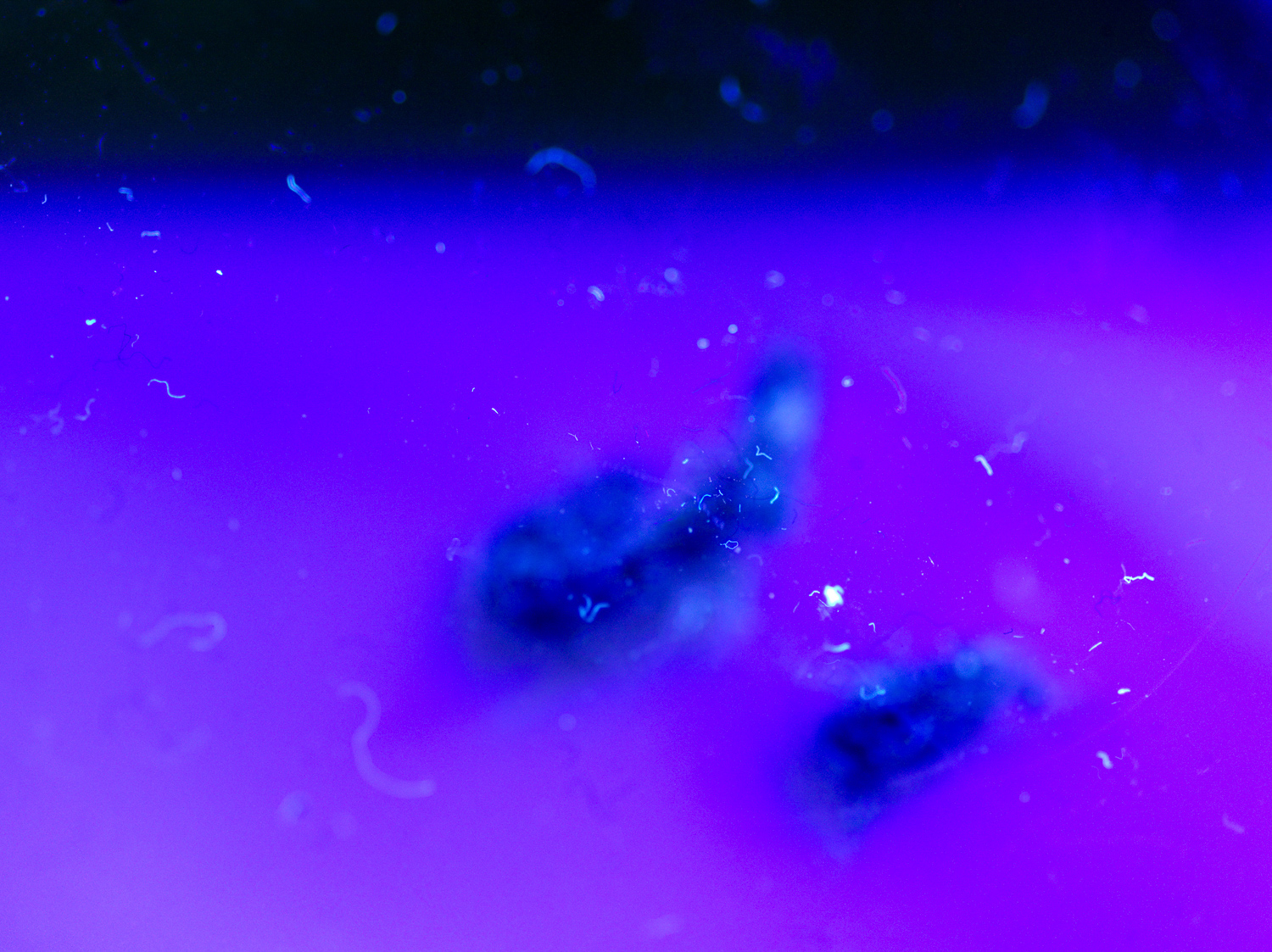 The Blue Hour of Dust 2022